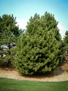 Сосна Чёрная (Pinus Nigra) купить по цене от 270.00р. в интернет-магазине «Посадика» с доставкой почтой в в Ладушкине и по всей России – [изображение №1].