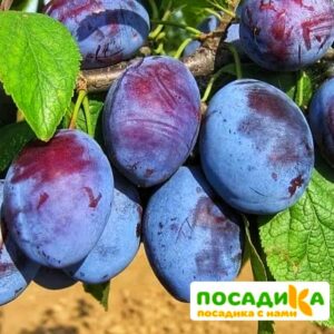 Слива Чачакская ранняя купить по цене от 229.00р. в интернет-магазине «Посадика» с доставкой почтой в в Ладушкине и по всей России – [изображение №1].