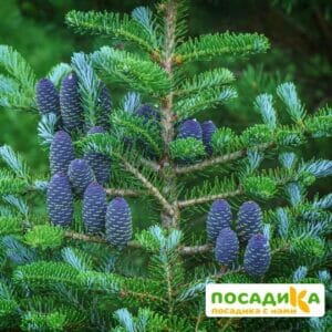 Пихта корейская (Abies koreana) купить по цене от 450.00р. в интернет-магазине «Посадика» с доставкой почтой в в Ладушкине и по всей России – [изображение №1].