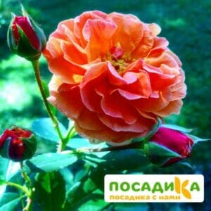 Роза Арабия купить по цене от 350.00р. в интернет-магазине «Посадика» с доставкой почтой в в Ладушкине и по всей России – [изображение №1].