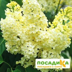 Сирень Примроуз (Primrose) купить по цене от 529.00р. в интернет-магазине «Посадика» с доставкой почтой в в Ладушкине и по всей России – [изображение №1].