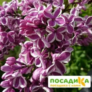 Сирень Сенсация купить по цене от 529.00р. в интернет-магазине «Посадика» с доставкой почтой в в Ладушкине и по всей России – [изображение №1].