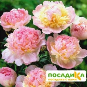 Пион Распберри Сандей (Paeonia Raspberry Sundae) купить по цене от 959р. в интернет-магазине «Посадика» с доставкой почтой в в Ладушкине и по всей России – [изображение №1].