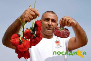 Клубника Гигант Джорнея купить по цене от 266р. в интернет-магазине «Посадика» с доставкой почтой в в Ладушкине и по всей России – [изображение №1].