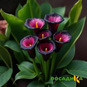 Калла Аура Лейс купить по цене от 400р. в интернет-магазине «Посадика» с доставкой почтой в в Ладушкине и по всей России – [изображение №1].