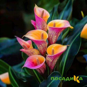 Калла Оникс купить по цене от 450р. в интернет-магазине «Посадика» с доставкой почтой в в Ладушкине и по всей России – [изображение №1].