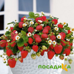 Клубника Рубиновый Шепот (горшечная) купить по цене от 240р. в интернет-магазине «Посадика» с доставкой почтой в в Ладушкине и по всей России – [изображение №1].