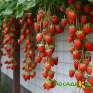 Клубника вьющаяся Комплимент купить по цене от 470р. в интернет-магазине «Посадика» с доставкой почтой в в Ладушкине и по всей России – [изображение №1].