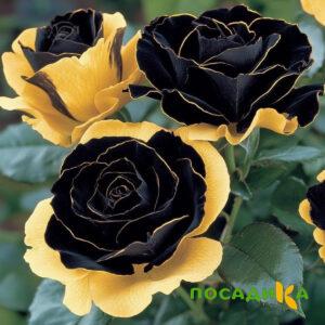 Роза Ханни Сикл купить по цене от 700р. в интернет-магазине «Посадика» с доставкой почтой в в Ладушкине и по всей России – [изображение №1].
