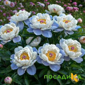 Пион акварельный Этюд купить по цене от 806р. в интернет-магазине «Посадика» с доставкой почтой в в Ладушкине и по всей России – [изображение №1].