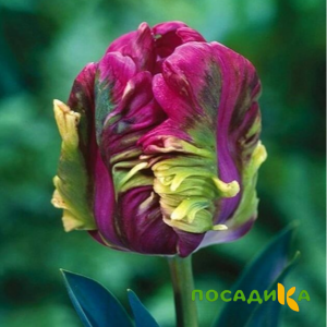 Тюльпан Экзотик Хэвен купить по цене от 186р. в интернет-магазине «Посадика» с доставкой почтой в в Ладушкине и по всей России – [изображение №1].