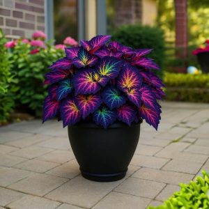 Хоста Фрости Блю купить по цене от 389р. в интернет-магазине «Посадика» с доставкой почтой в в Ладушкине и по всей России – [изображение №1].